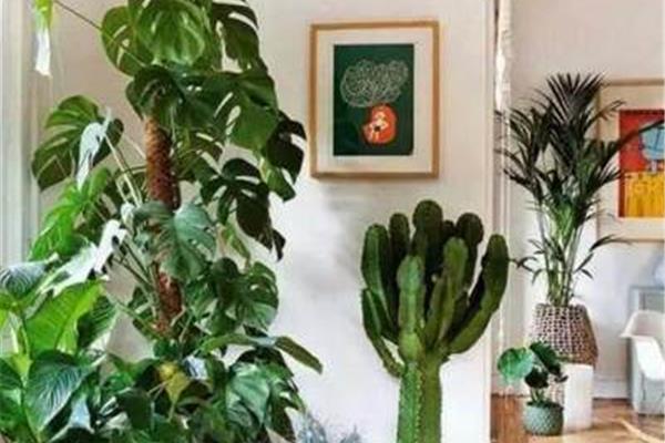 卧室里放什么植物比较好