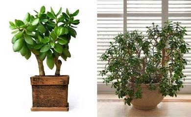 室内耐阴植物有哪些