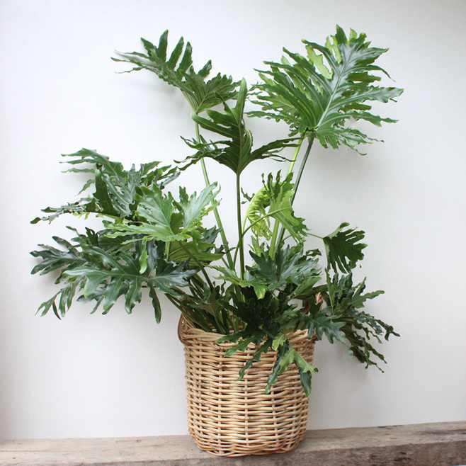 室内观叶植物