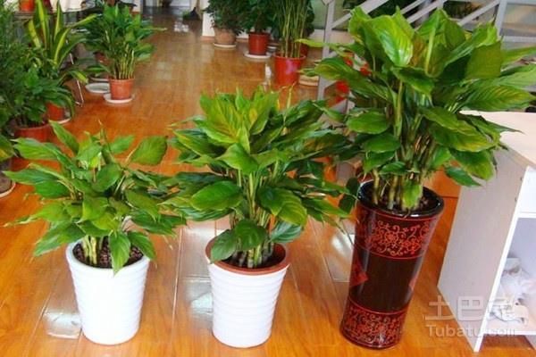 室内除甲醛植物